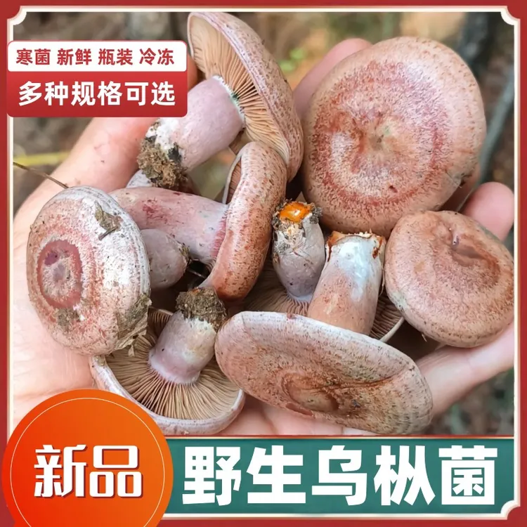 2025 新鲜野生乌枞菌松树菌松乳菇重阳菌精品食用蘑菇菌顺丰