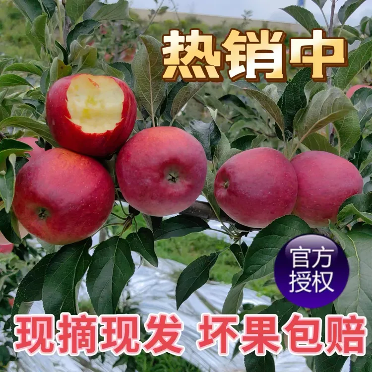 2025年云南高原华硕丑苹果新鲜脆甜多汁当季现摘水果
