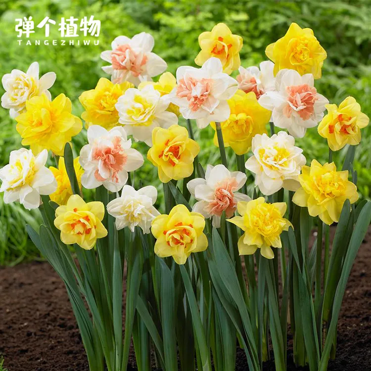 弹个植物洋水仙荷兰进口种球土培多年生种子盆栽地栽耐寒阳台露台