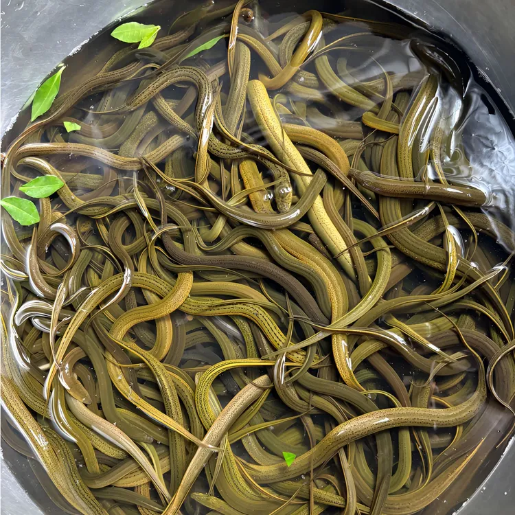江西稻田土黄鳝手撕鳝盘龙鳝小黄鳝纯野批发活体顺丰冷链包邮包活