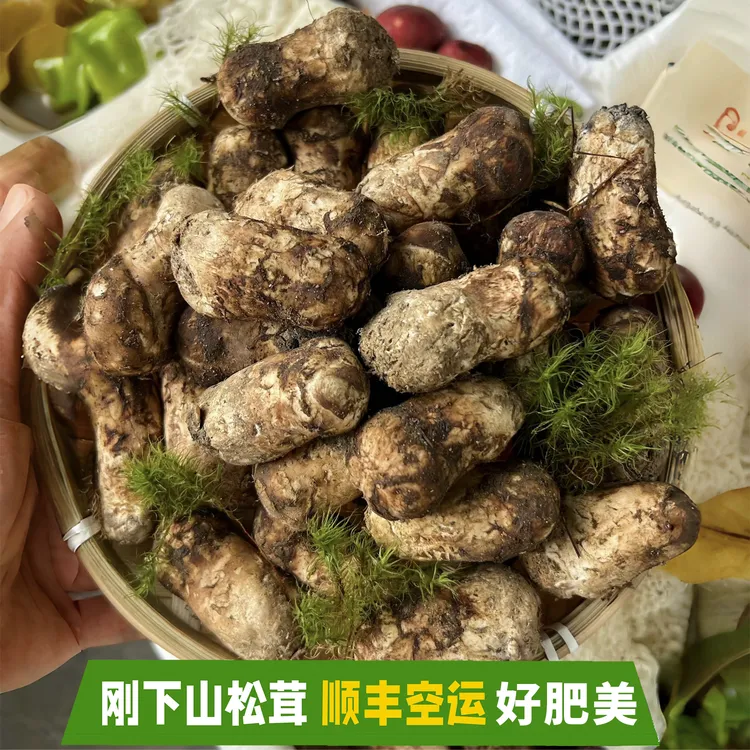  新鲜云南香格里拉野生松茸 菌子菌菇蘑菇 煲汤爆炒火锅 顺丰空运
