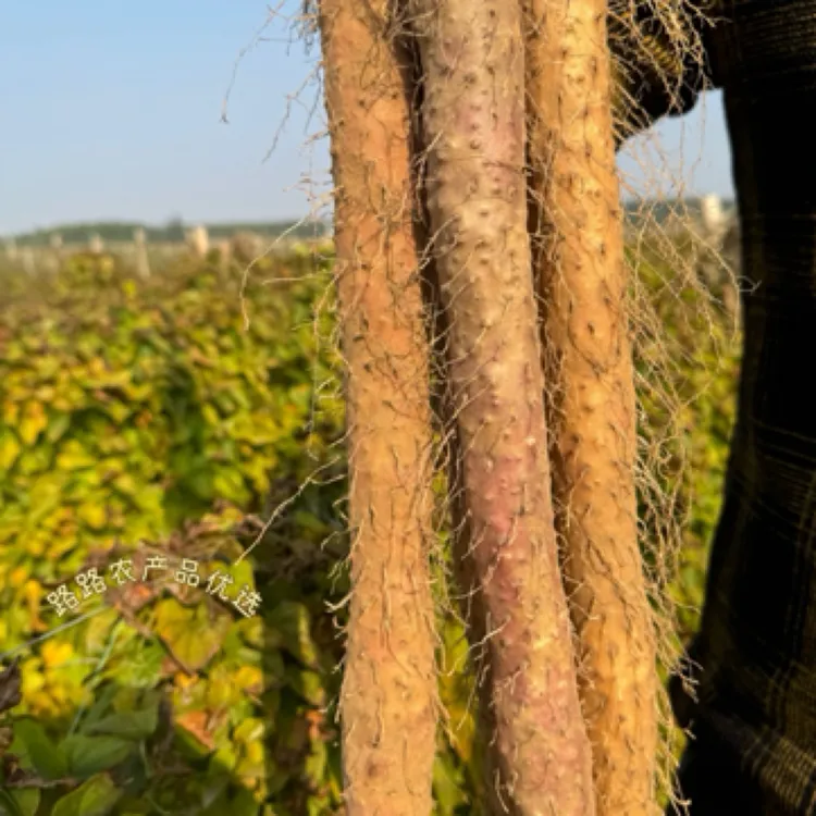 2024河南正宗垆土红皮铁棍怀山药正宗山药铁锈红斑铁棍山药