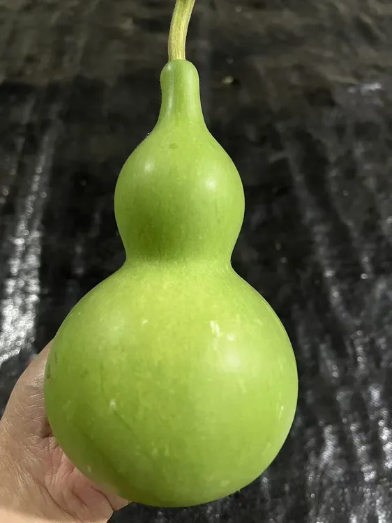 葫芦果精品福禄果绿皮青皮吉祥好运摆件观赏装饰新鲜采摘