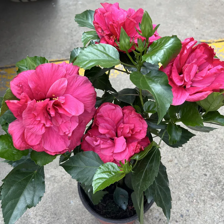 枚粉色丹麦木槿 别换盆不保花苞 运输难免个别掉花黄叶