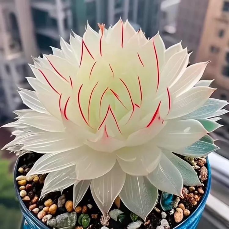 新品白娘子玉露多肉植物盆栽新手好养肉肉办公室阳台花卉