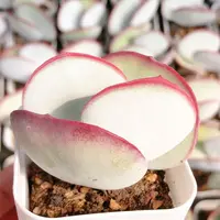 93号多肉植物 5公分盆白眉一颗（叶展4左右）全场满28元包邮除偏远