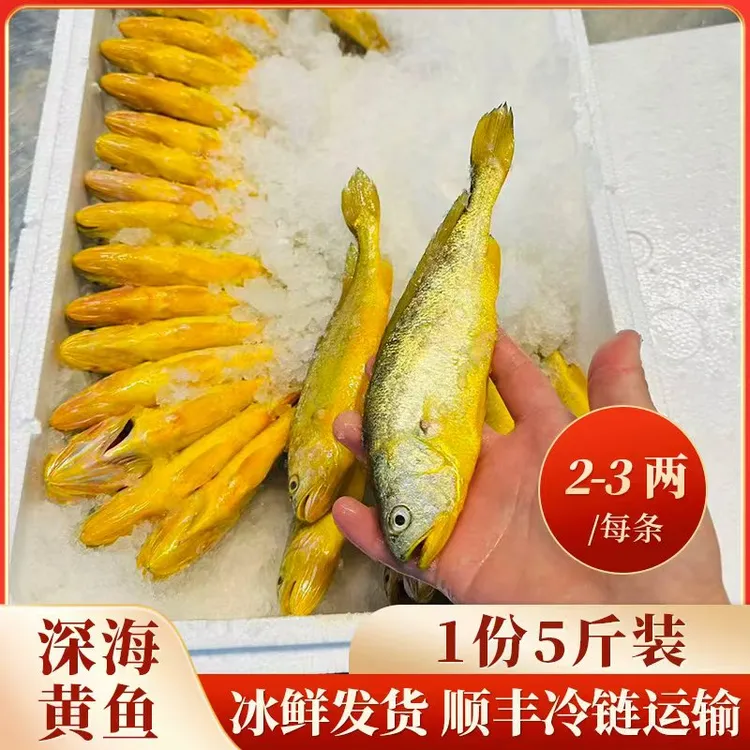 【直播推荐】2-3两/条，一份5斤，东海深海黄鱼，顺丰发货 送1包鱼丸
