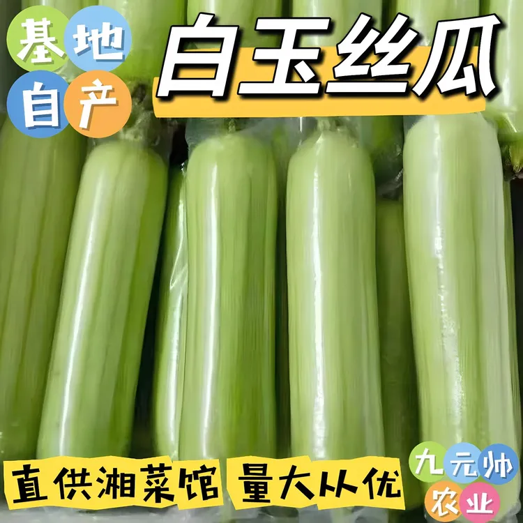 基地自产湖南白玉丝瓜生鲜新鲜湘菜馆蔬菜湘菜食材农家菜特色菜