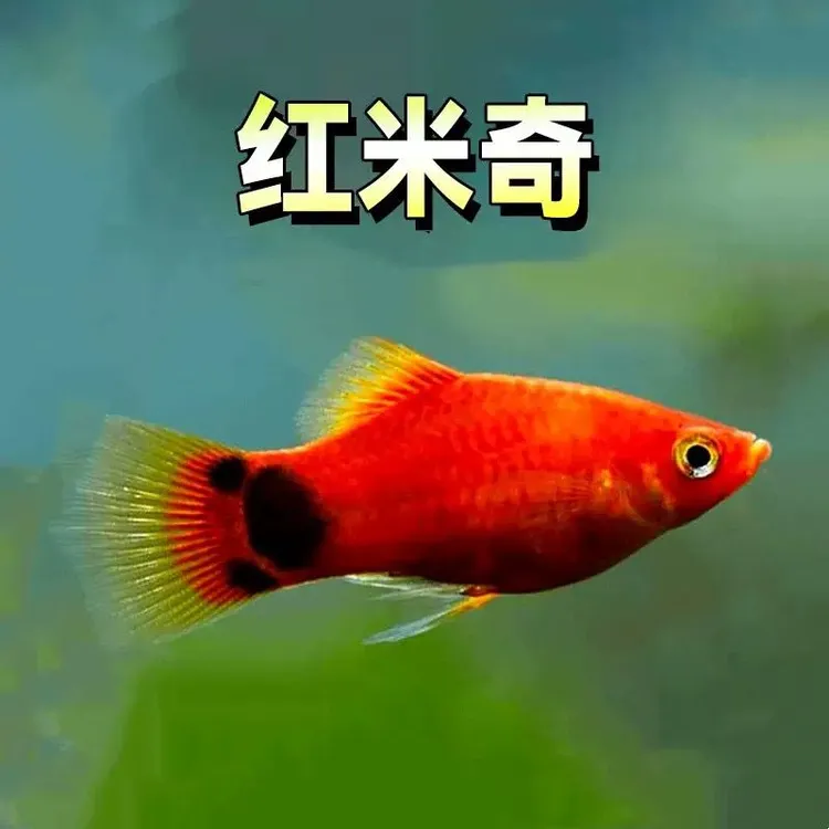 米奇鱼月光鱼胎生小型观赏鱼好养活适合新手