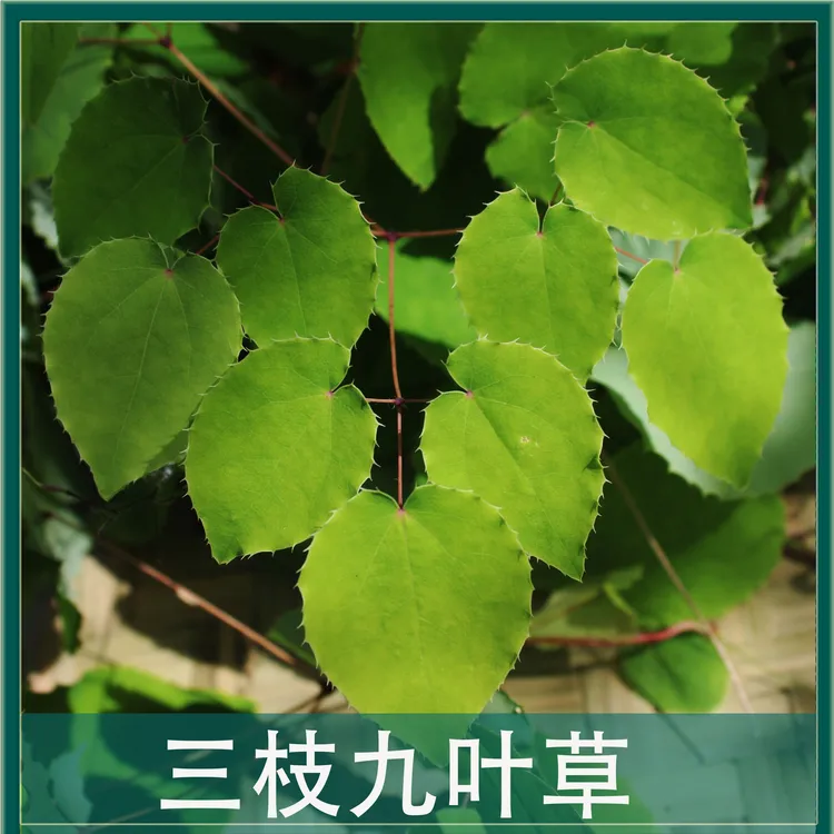 正宗甘肃纯野生小圆叶三枝九叶草搭配黄芪枸杞泡水泡酒