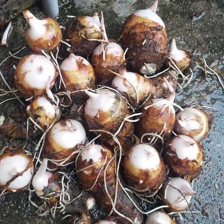 【农家自种】红芽小芋头现挖新鲜芋艿香糯粉滑农家自种当季蔬菜