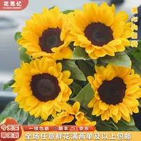 特价『黑心向日葵3枝』 家居养花 全场任意2单鲜花顺丰京东包邮 三单鲜花送花瓶 向日葵次日达包邮