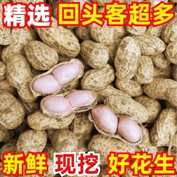 【10单福利】河南新鲜湿花生现挖带壳可水煮生吃农家自种带泥当