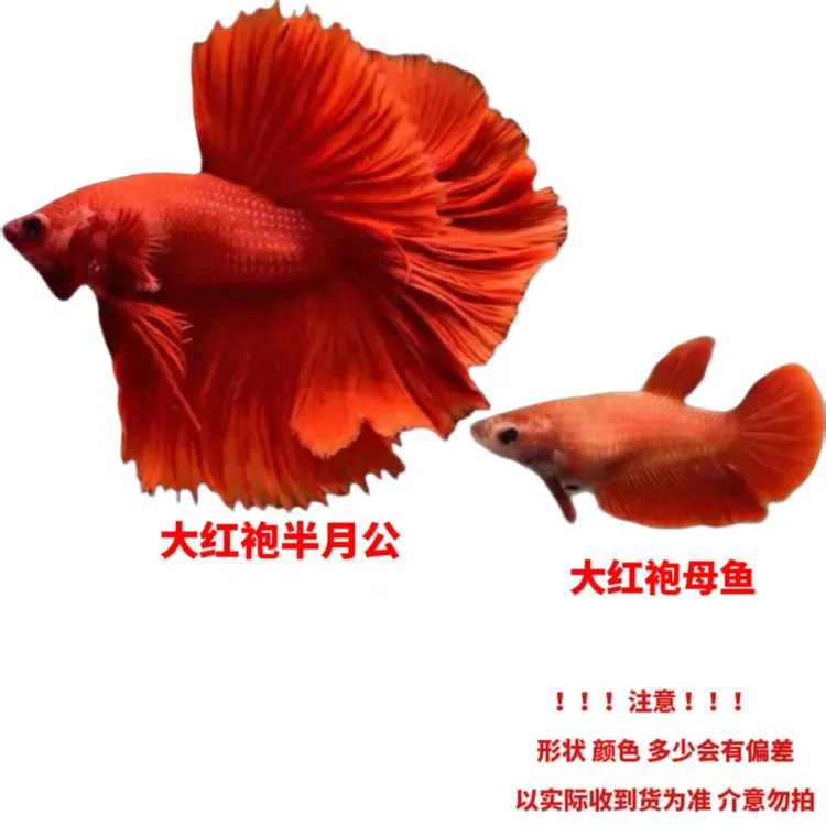 SSS级斗鱼红色半月热带观赏鱼好养耐活适合家养斗鱼观赏鱼