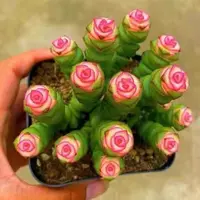 ［满15元包邮］彩色钱串多肉