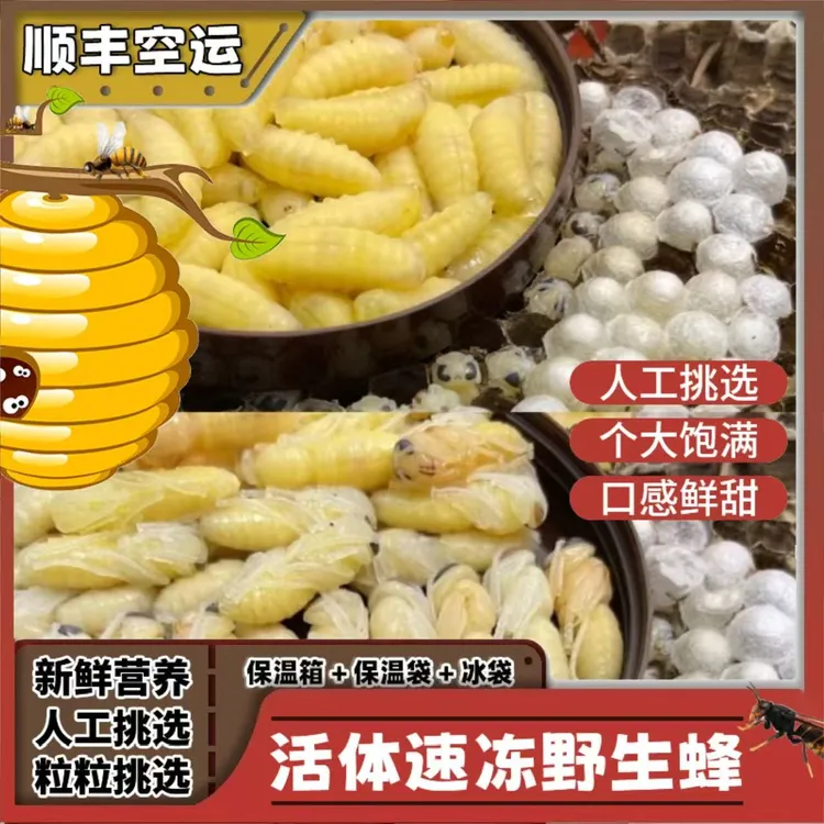 批发野生黄脚树峰蜂蛹高蛋白下酒菜
