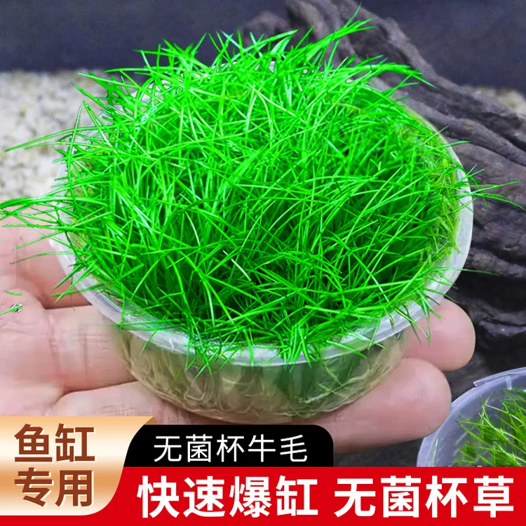 无菌杯牛毛草鱼缸造景专用前景草坪阴性水草新手适用