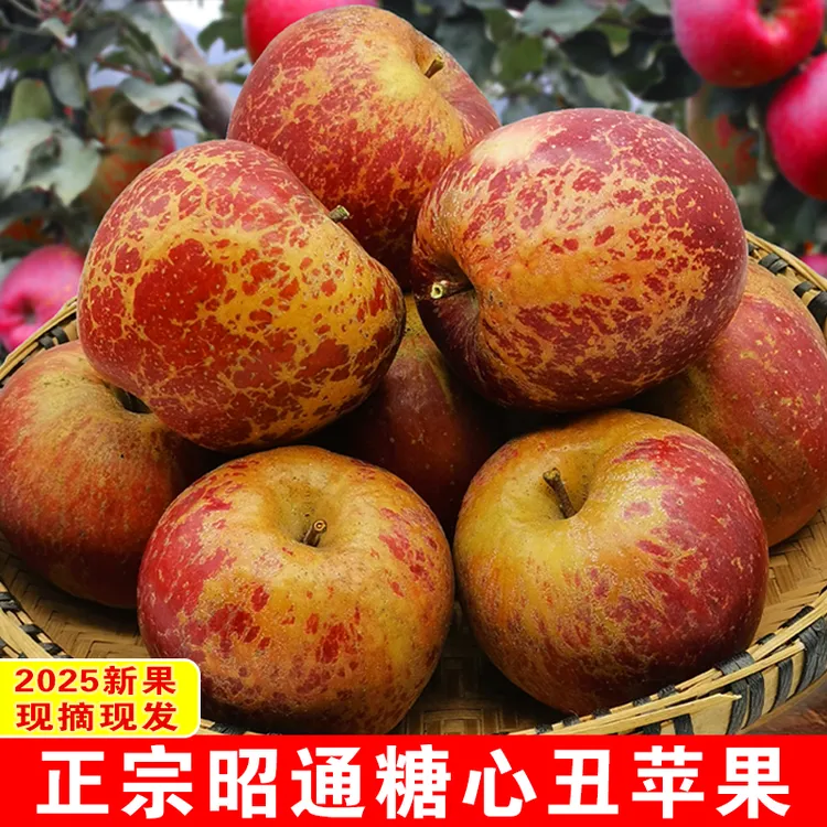 正宗云南昭通高原甜苹果新鲜水果现摘现发冰糖心脆甜多汁丑苹果
