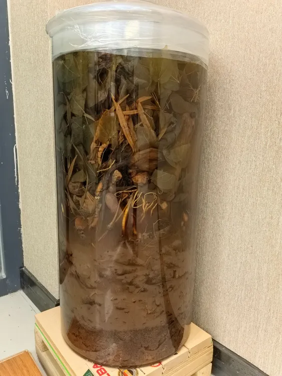 高级滋补方 铁柱石 人参泡酒料传承配比 材料到顶 传承泡酒文化