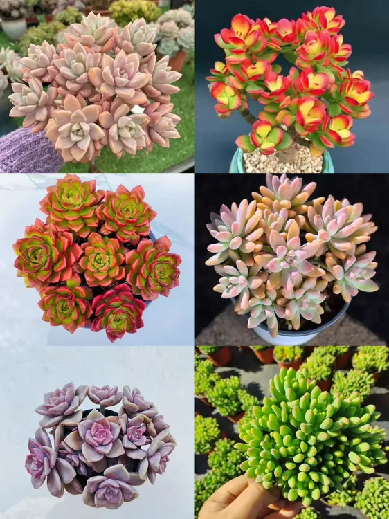  【新手套餐组合】不参与满赠活动部分脱土多肉植物适合新手