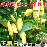 超级辣白玉小米辣椒苗秧高产四季白红小米辣春秋抗病阳台盆栽种子