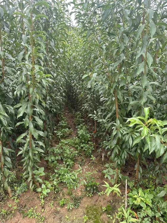 六马正宗蜂糖李果树苗