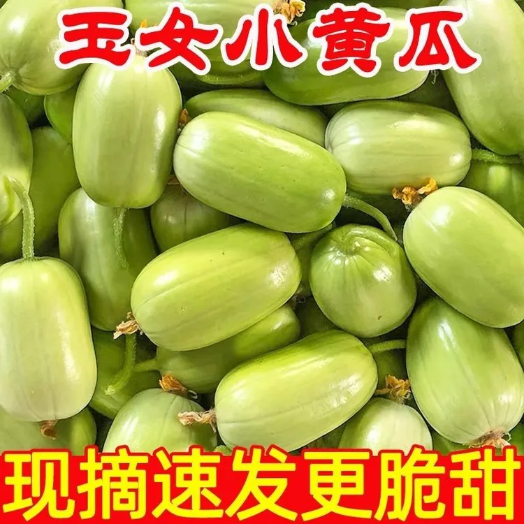 玉女水果黄瓜寿光水果玉女拇指水果黄瓜手指黄瓜应季金童玉女