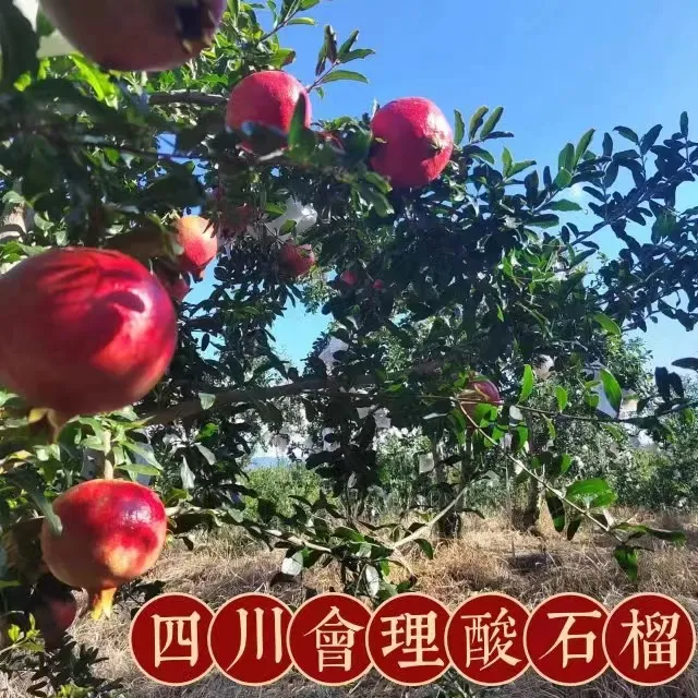 自家种植 现摘现发】 会理黑珍珠酸石榴 新鲜应季水果 泡酒专用