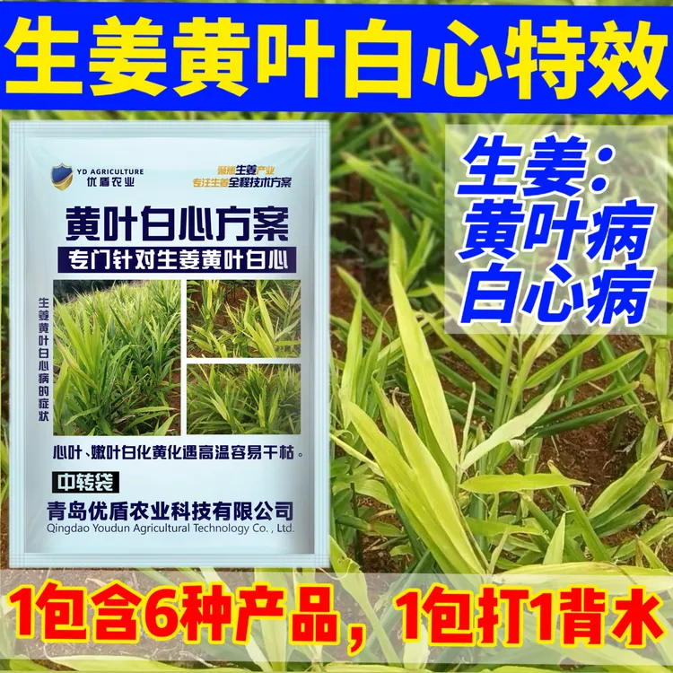  生姜白心黄叶生姜黄叶白心生姜病生姜黄叶病生姜黄叶白心方案