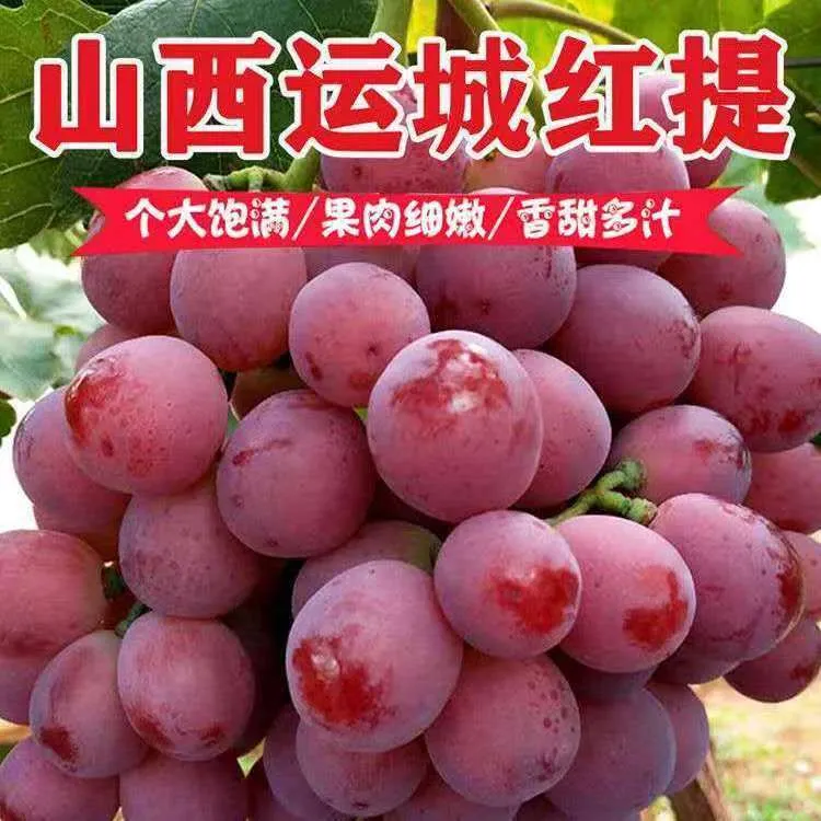 ~【顺丰包邮】正宗山西红提葡萄非无籽甜葡萄新鲜水果助农产地直发