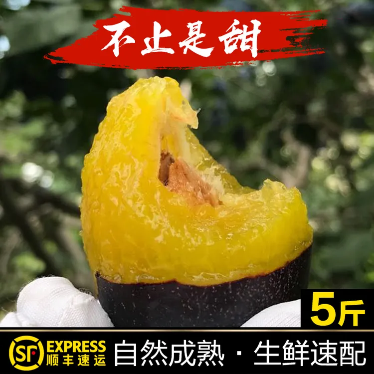【全爸甄选】甘肃法兰西西梅当季新鲜水果现摘现发清甜爽口整箱包邮