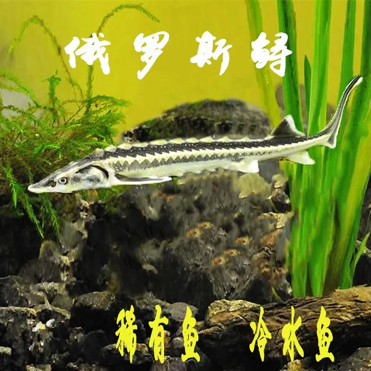 俄罗斯冷水淡水鱼观赏鱼稀有罕见鱼食用鱼鱼缸鱼塘养殖鲟山泉水养
