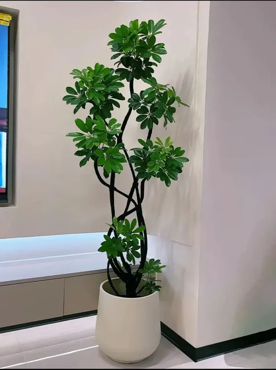 【顺丰包邮】造型鸭脚木室内客厅净化空气除甲醛懒人绿植客厅大摆件