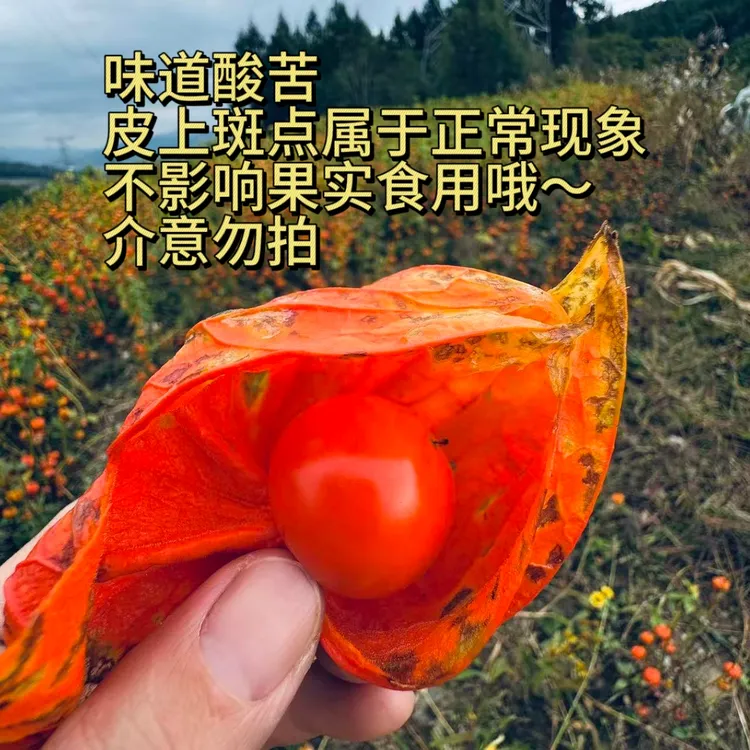 【大哥自营】东北新鲜带壳红姑娘果可泡水微酸微苦口感红灯笼果