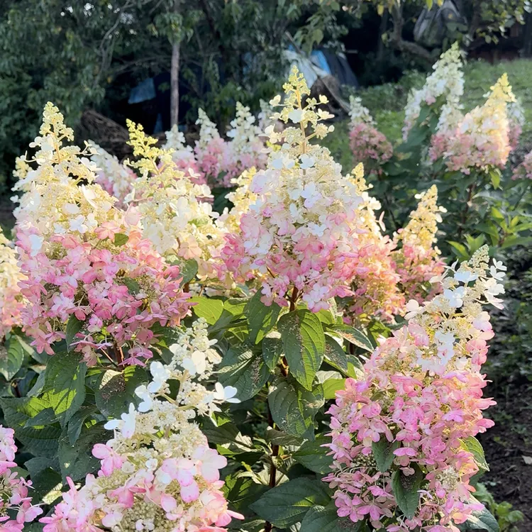 拍一发三直立圆锥绣球花冠烛光彩眼地栽苗