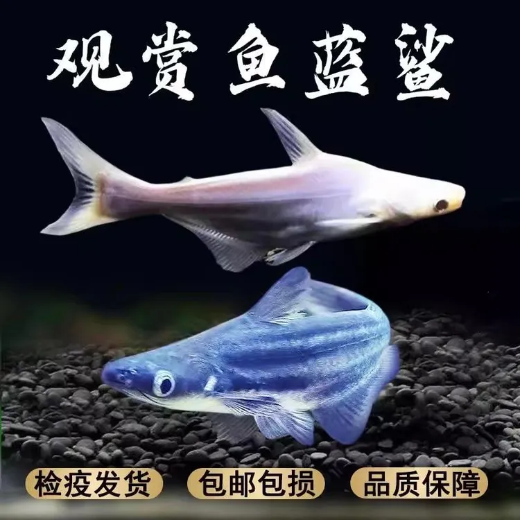 淡水鲨鱼小蓝鲨白化鲨蓝虎鲨观赏鱼热带鱼银龙配鱼套餐包邮包活
