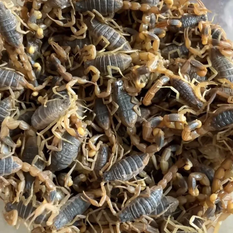 沂蒙山正宗十足全蝎