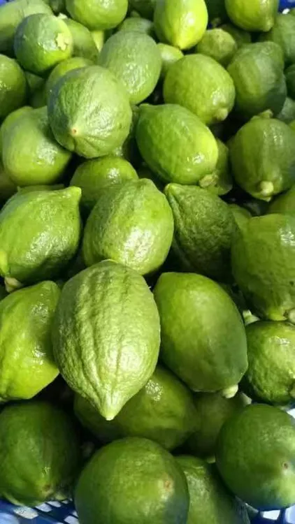 广东新鲜现摘香水柠檬奶茶店专用一级果