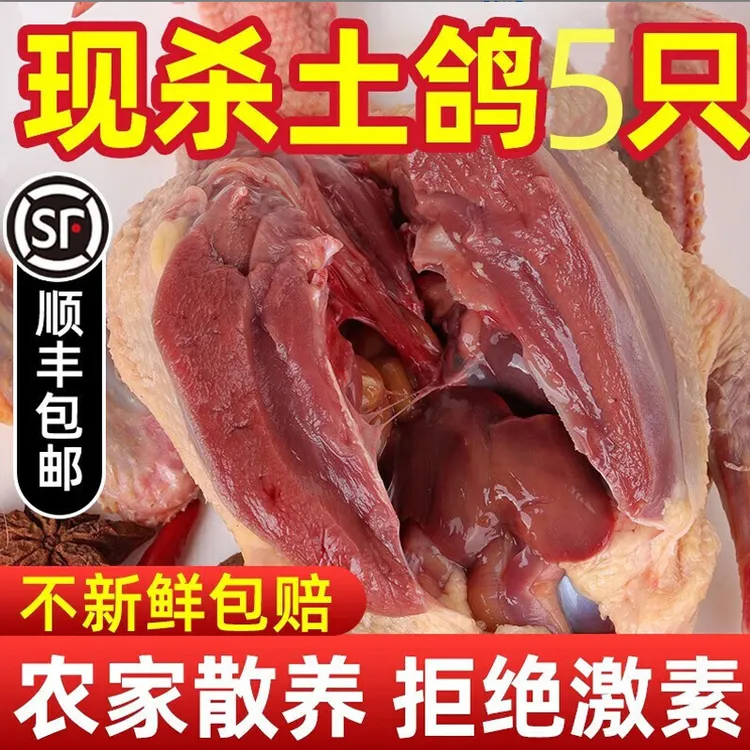 鸽子肉新鲜现杀农家散养土鸽乳鸽煲汤乳鸽老鸽子现杀新鲜顺丰包邮