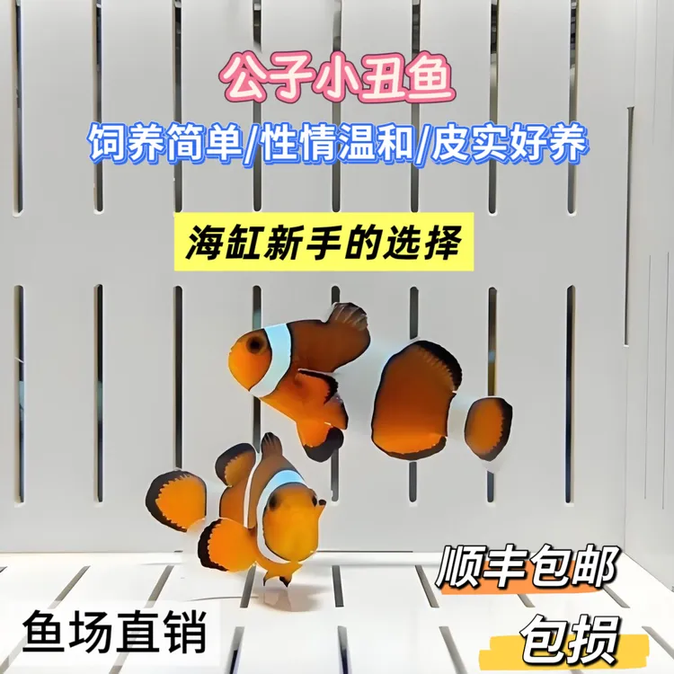 人工公子小丑鱼尼莫海水观赏鱼适合海缸饲养