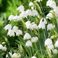 海蒂的花园雪片莲多年生球根花卉耐寒阳台室外庭院种植观赏花种球