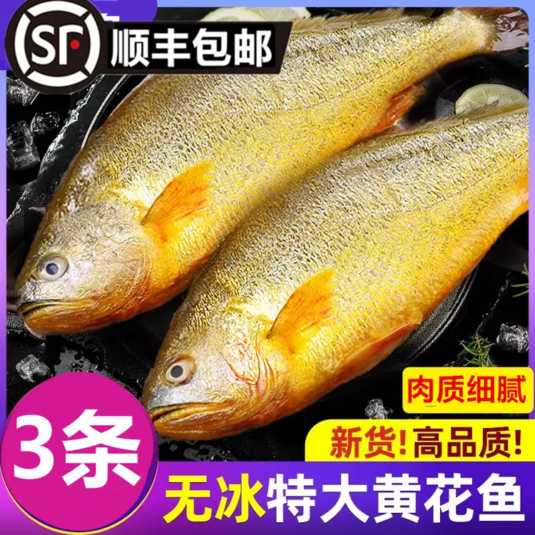大条东海大黄鱼黄花鱼海鲜水产及制品冷冻海产海钓带鱼新鲜发顺丰