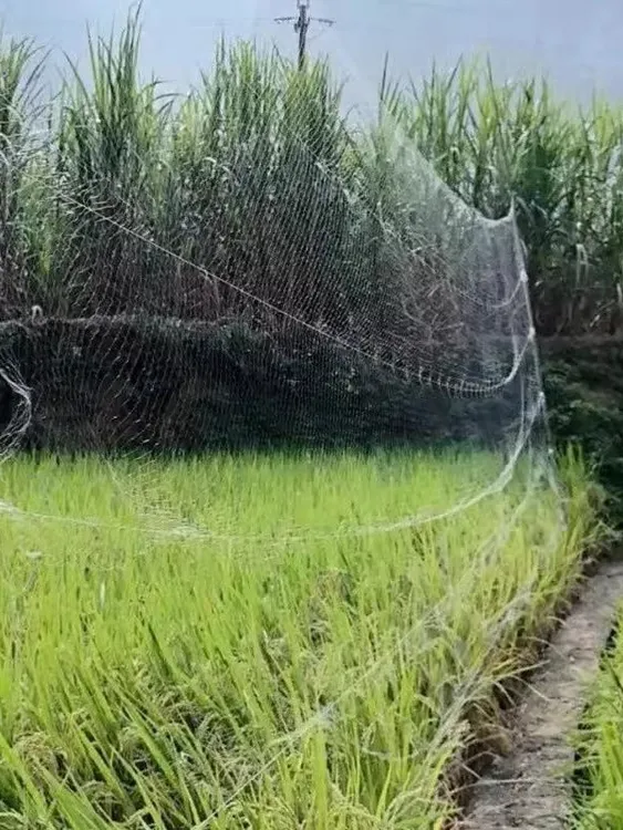 河北新款加粗定做防风网3指安春【3.5】