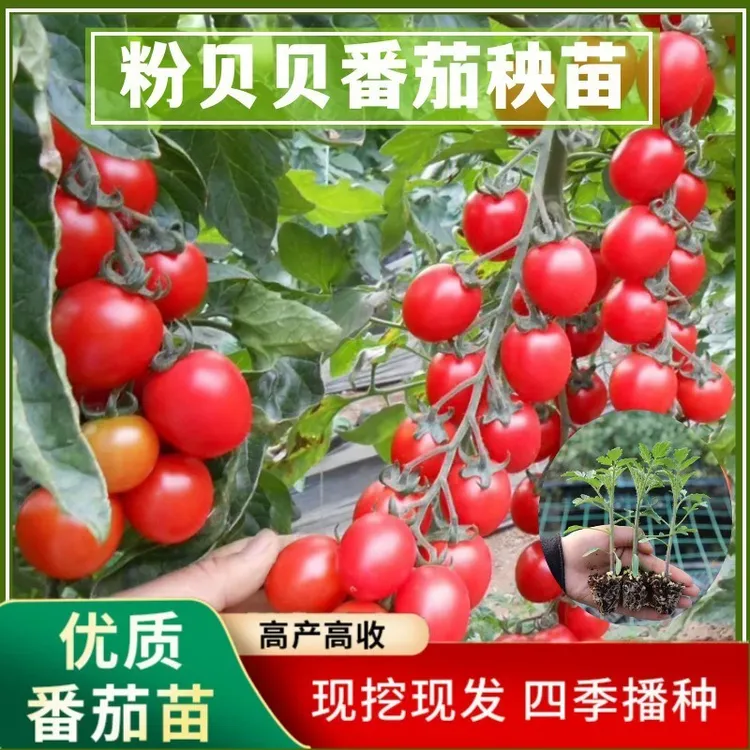 普罗旺斯西红柿苗秧苗千玺红圣女瀑布小番茄马蹄粉贝贝番茄苗种子
