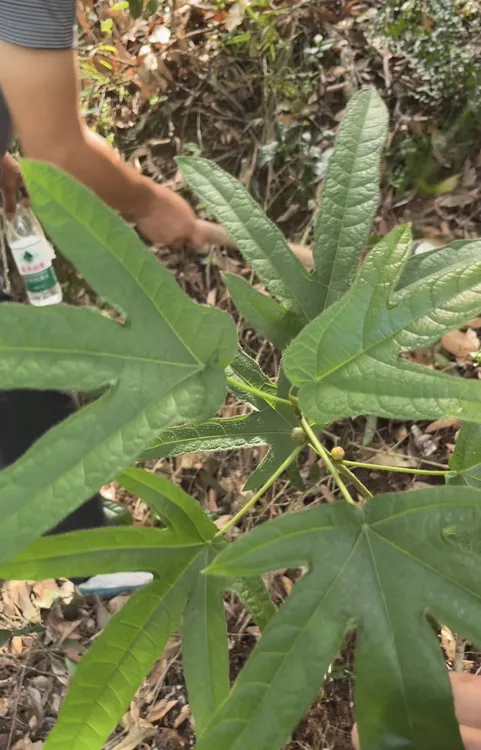 （新鲜普货）深山野生五指毛桃