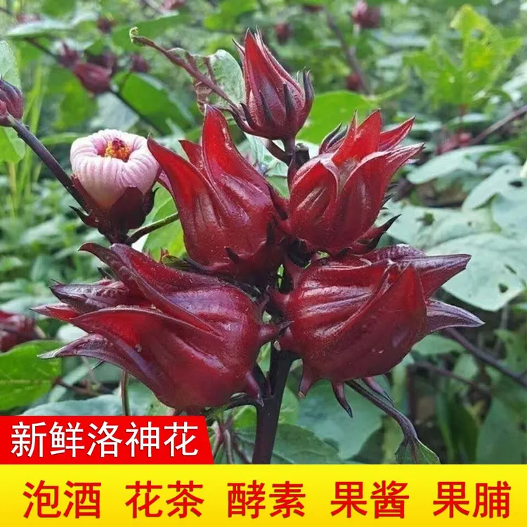 广西新鲜现摘洛神花红桃K可做果茶泡酒酵素果脯果酱