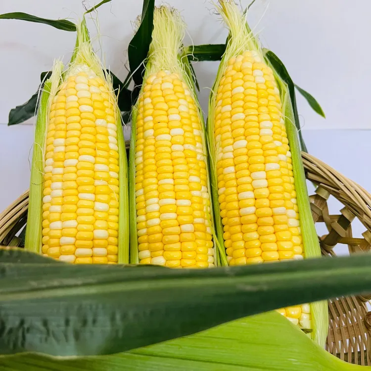 【精选装】云南高原露天种植可以生吃的水果玉米甜玉米