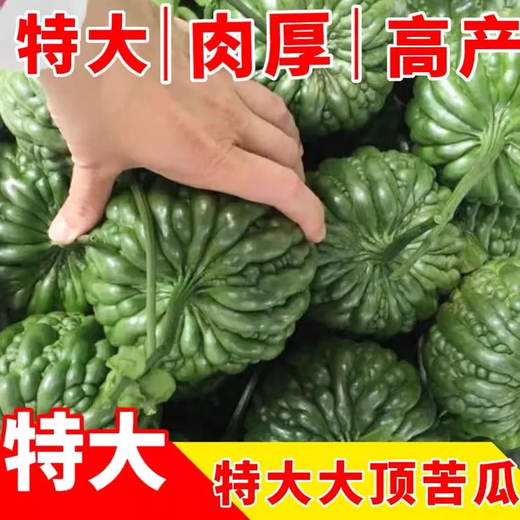 自种杜阮大顶苦瓜虎头瓜广东特产松脆无渣圆凉瓜新鲜清署爽脆苦瓜
