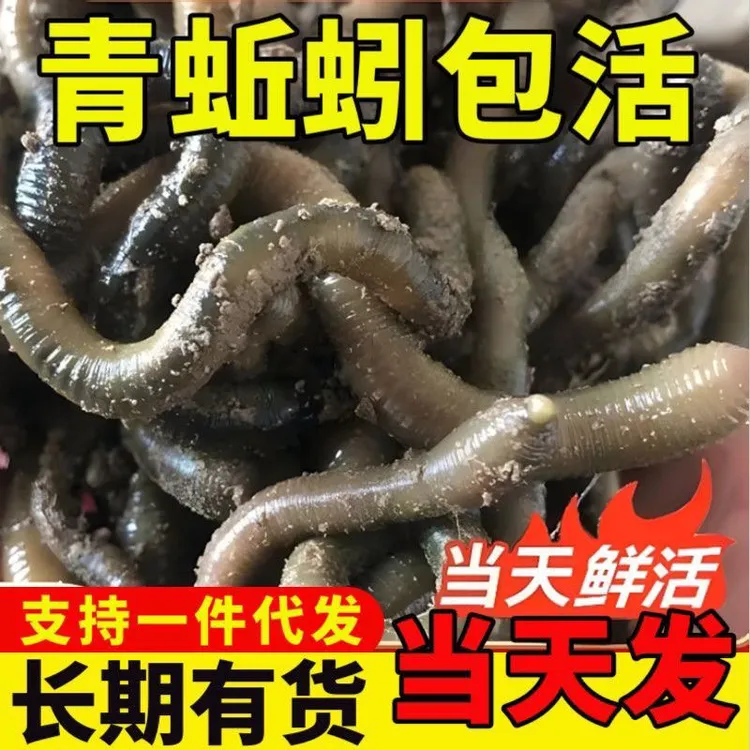 鲜活青蚯蚓黑蚯蚓特大号腥臭活饵用于钓黄鳝钓鱼