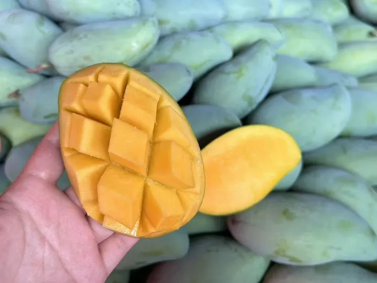 田东产地直发水果桂七芒果超甜多肉多汁